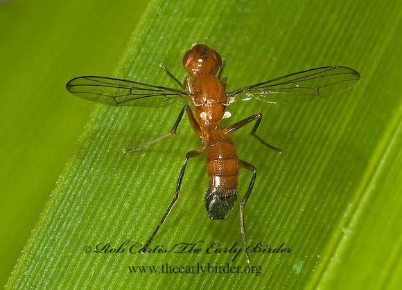 Sepsisoma flavescens  RICHARDIID FLY 5012891z