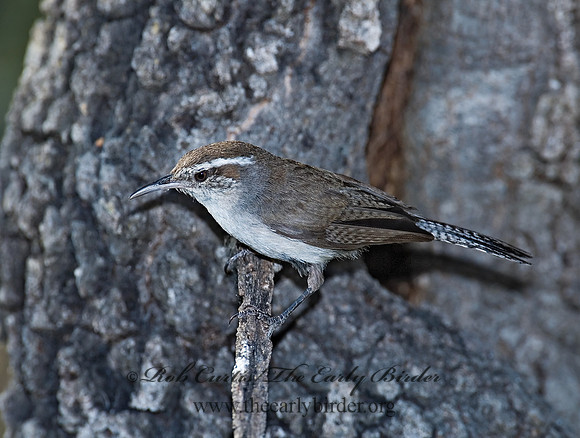 Thyromanes bewickii  BEWICK'S WREN 7008761z