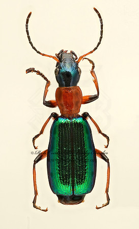 Calleida punctatas 9019580z