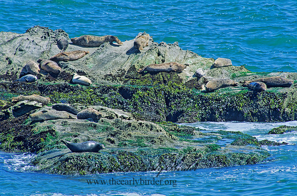 Phoca vitulina  HARBOR SEAL 110236z