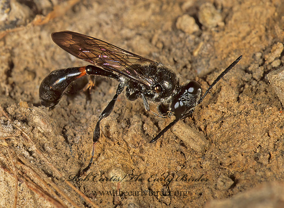 Trypoxylon (Trypargilum)  SQUARE-HEADED WASP 1111008 z