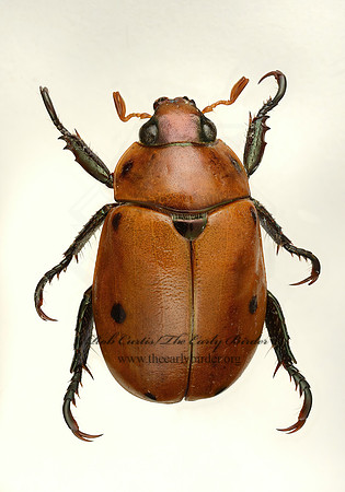 Pelidnota punctata 9019679z