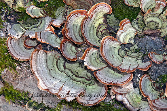 Stereum ostrea  FALSE TURKEYTAIL 5003029z