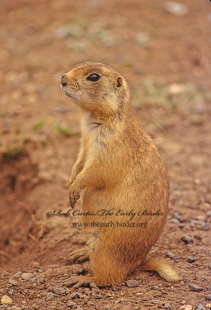 Cynomys parvidens  UTAH PRAIRIE DOG 101334z