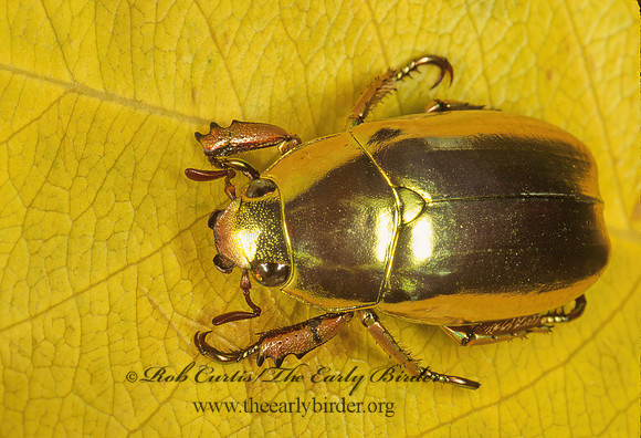 Chrysina resplendeus  GOLD SCARAB BEETLE 196303z