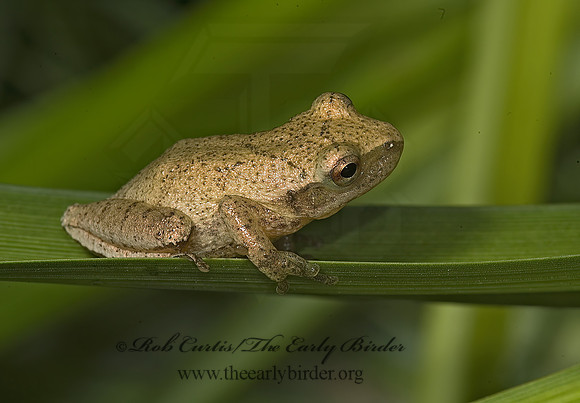 Pseudacris crucifer  SPRING PEEPER 5012836 z