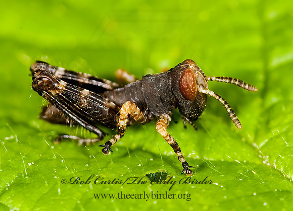 Melanoplus  SPUR-THROATED GRASSHOPPER 8014225z