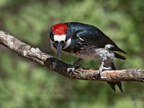 Melanerpes formicivorus  ACORN WOODPECKER 3038099z
