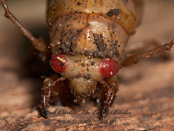 Magicicada septendecim  17-YEAR CICADA 3016146z