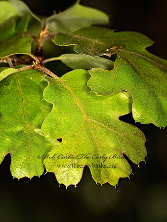Quercus kelloggii  CALIFORNIA BLACK OAK 9058427z