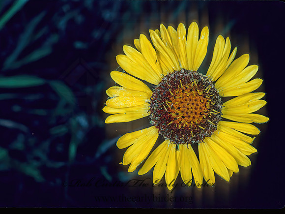 Coreopsis tinctoria  PLAINS COREPSIS 122509z