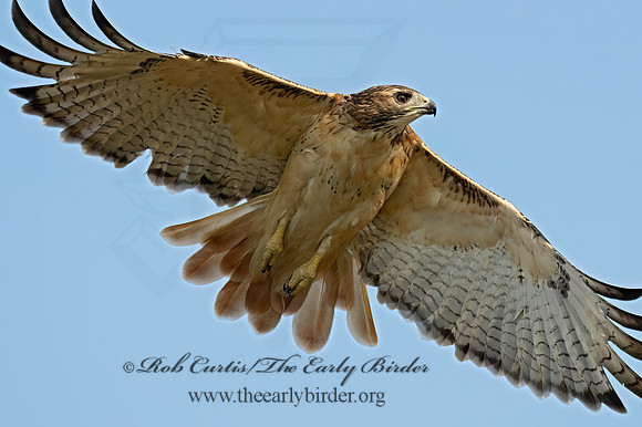 Buteo Jamaicensis RED-TAILED HAWK 9090938z