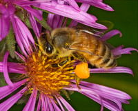 Apis mellifera WESTERN HONEYBEE 5016135z