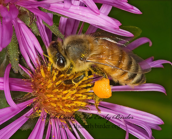 Apis mellifera  WESTERN HONEYBEE 5016135z