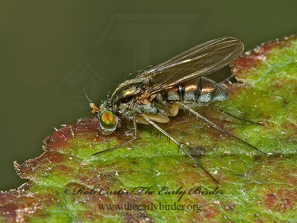 Dolichopus  LONGLEGGED FLY 5001641z