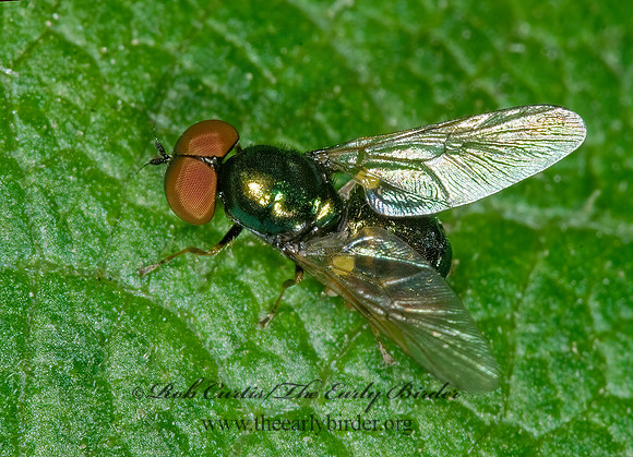 Microchrysa polita  SOLDIER FLY 6010451z