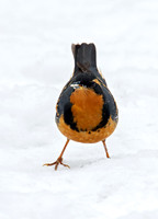 Ixoreus naevius VARIED THRUSH 9007251z