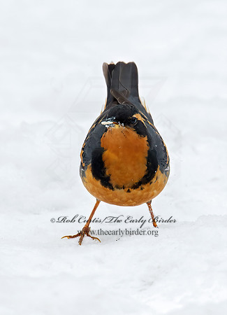 Ixoreus naevius  VARIED THRUSH 9007251z