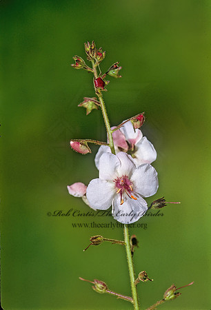 Verbascum lychnitis  MOTH MULLEIN 268207z