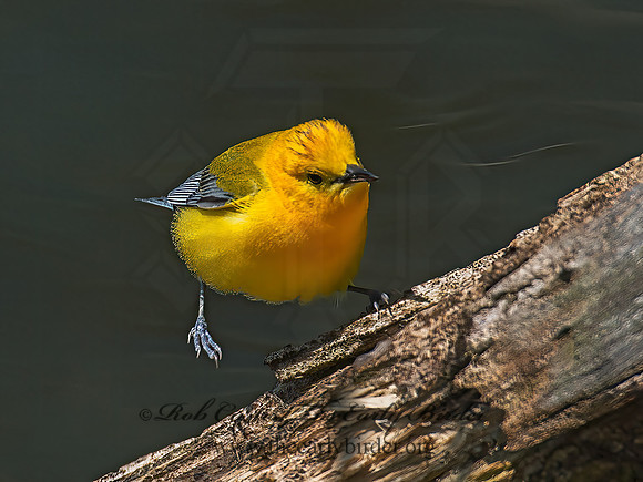 Protonotaria citrea  PROTHONOTARY WARBLER 9011128z