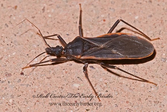 Triatoma rubida 6026614z