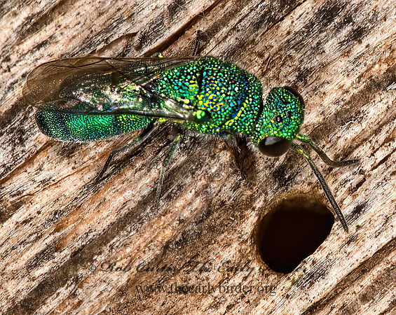 Caenochrysis doriae~  CUCKOO WASP 9023866z