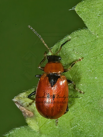Cerotoma trifurcata 5013855z