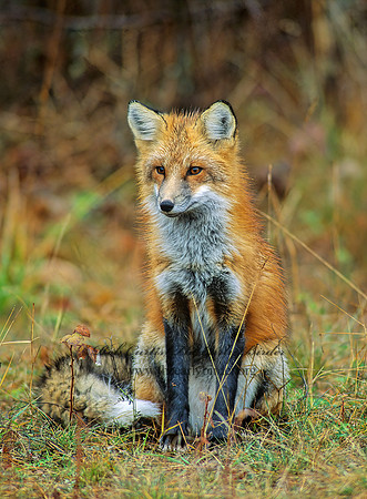 Vulpes vulpes  RED FOX 62028z