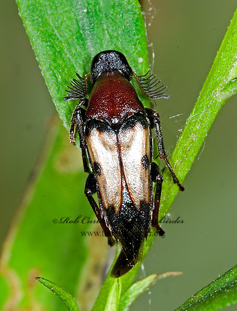 Macrosiagon pectinata 6012914 Mz
