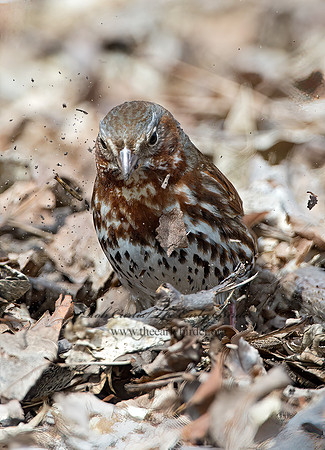 Passerella iliaca  FOX SPARROW 9028103z
