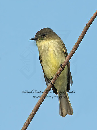 Sayornis phoebe  EASTERN PHOEBE 8019209z