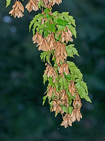 Acer ginala  AMUR MAPLE 3025059z