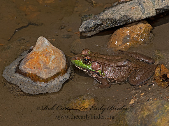 Lithobates clamitans  GREEN FROG 3022593 z