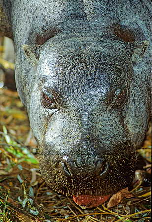 Choeropsis liberiensis  PIGMY HIPPOPOTAMUS 118022z