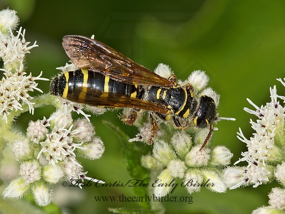 Myzinum quinquecinctum  5-BANDED THYNNID WASP 9051223z