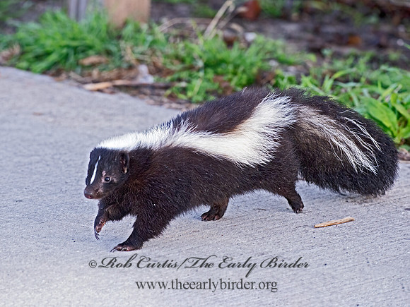 Mephistis mephistis  STRIPED SKUNK 9062974z