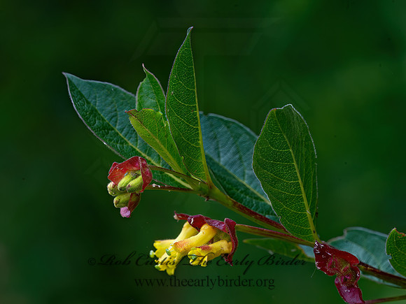 Lonicera involucrata  TWINBERRY 9059415z