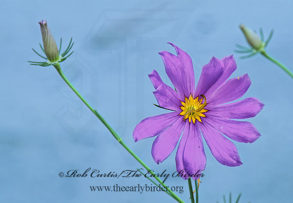 Sabatia bartramii  BARTRAM'S ROSE GENTIAN 262933z