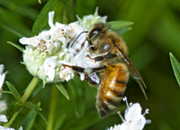 Apis mellifera WESTERN HONEYBEE 5000015z