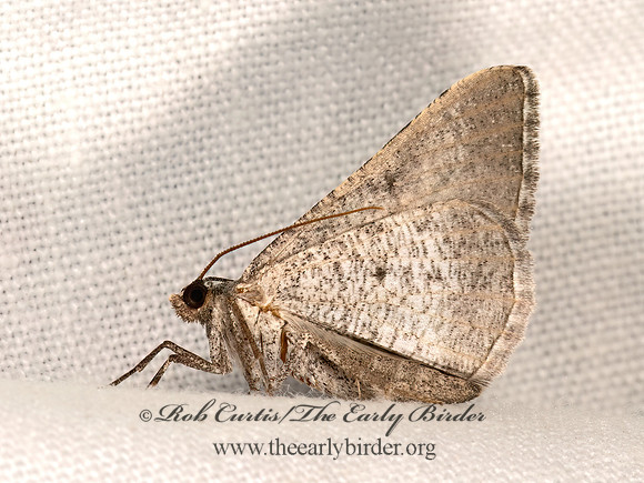Digrammia MACARIINI GEOMETER 3037935z