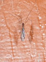 Dolichopeza sp  CRANE FLY 3013912z