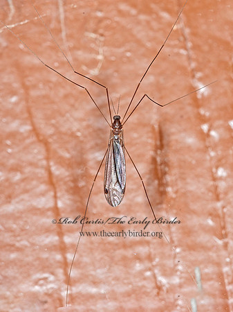 Dolichopeza sp  CRANE FLY 3013912z