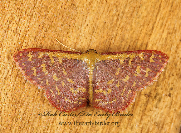 Leptostales STERRHINAE GEOMETRID MOTH 194220z