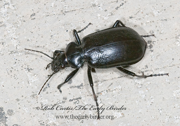 Calosoma peregrinator 6024298z