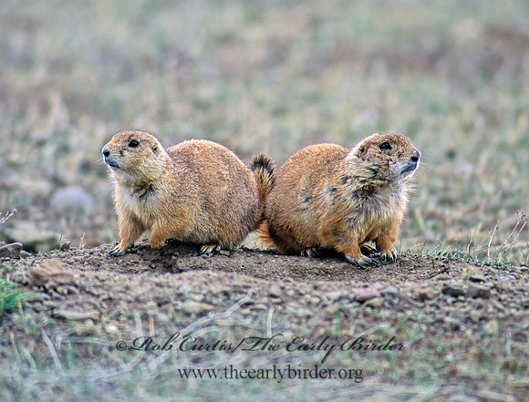 Cynomys ludovicianus  BLACK-TAILED PRAIRIE DOG 144106z