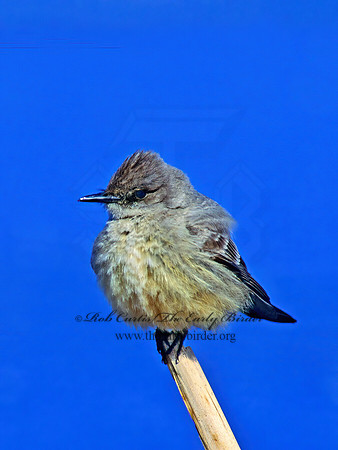 Sayornis sayi  SAY'S PHOEBE 120410z