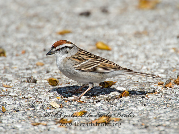 Spizella passerina  CHIPPING SPARROW 9021310z