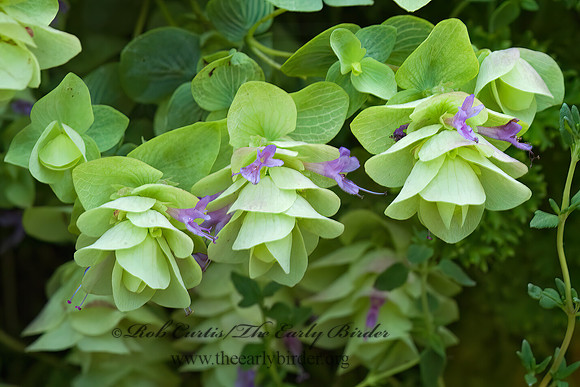 Origanum rotundifolium  KENT'S BEAUTY OREGANO 5013120z