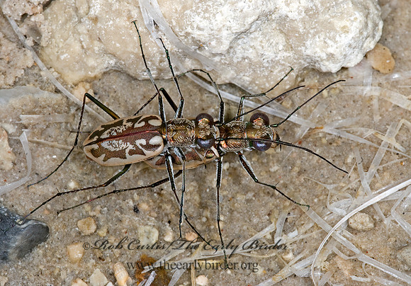 Ellipsoptera hamata 6023389z