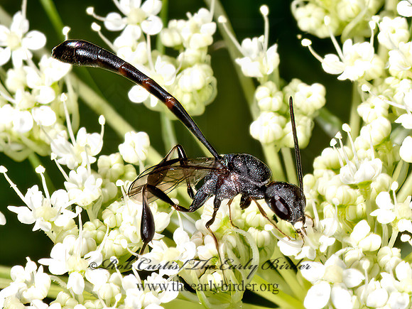 Gasteruption  GASTERUPTIID WASP 3022687z